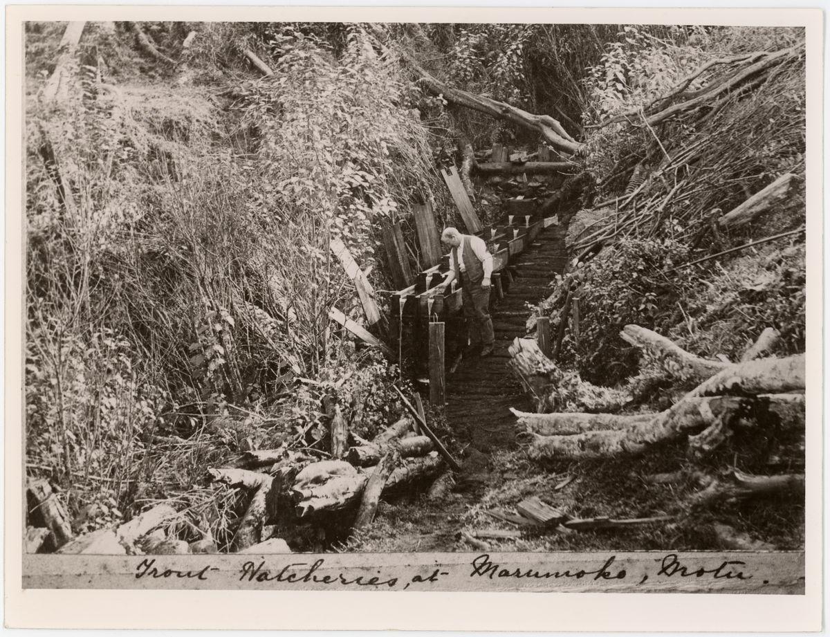 View, Trout Hatcheries, Mōtū Whakatāne Museum Collections & Research